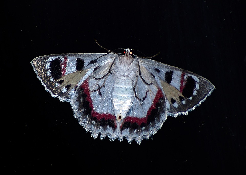 moth-425085_960_720