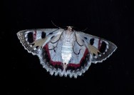 moth-425085_960_720
